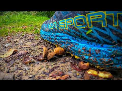 Little Milford Woods Trail Run - Haverfordwest - Pembrokeshire - Wales