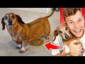 Reacting To My Dog's FUNNIEST Moments!