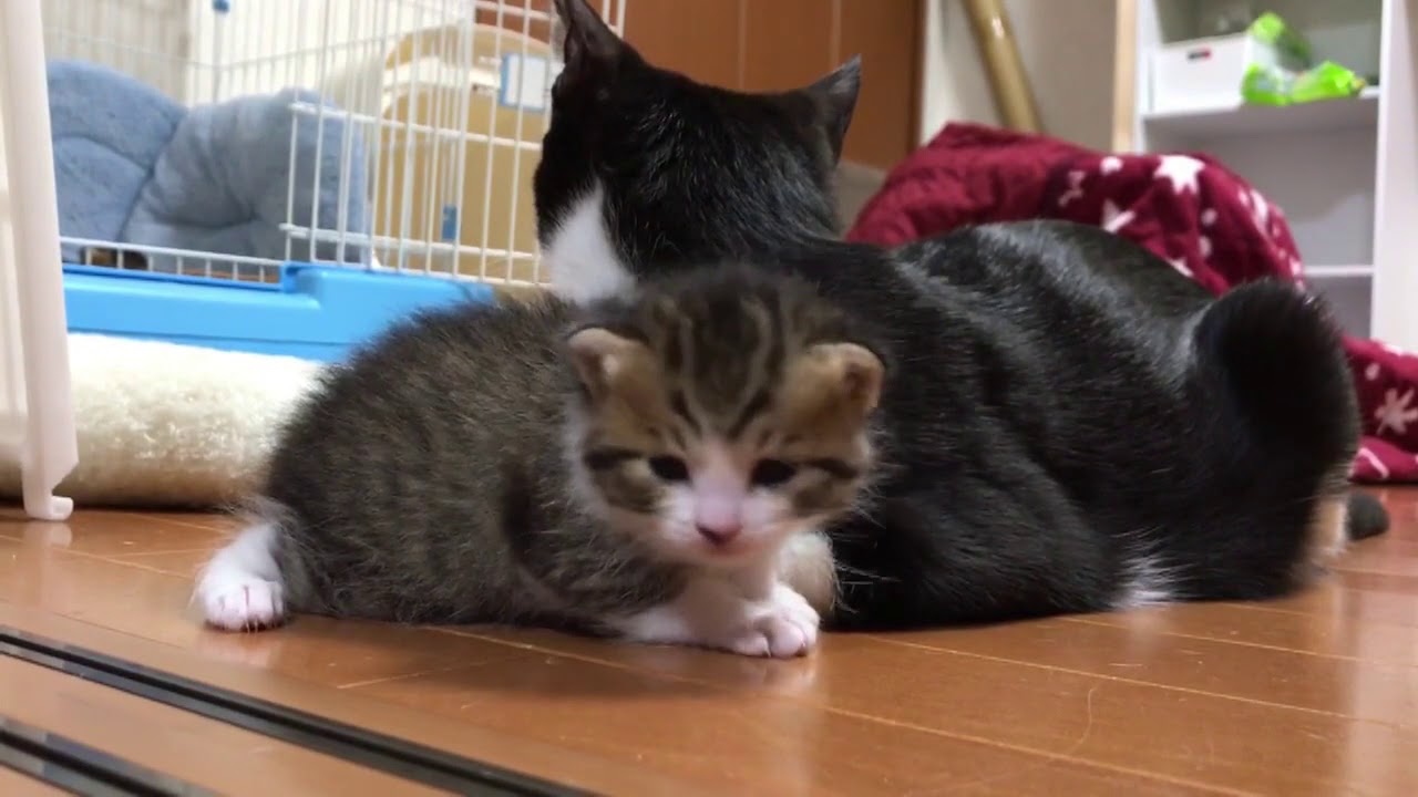 生まれた時からお散歩好きな子猫 Youtube 生まれた時からお散歩好きな子猫 Youtube