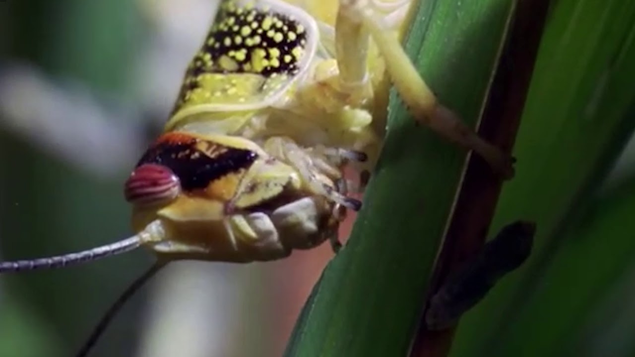 Did You Know this about Locusts YouTube