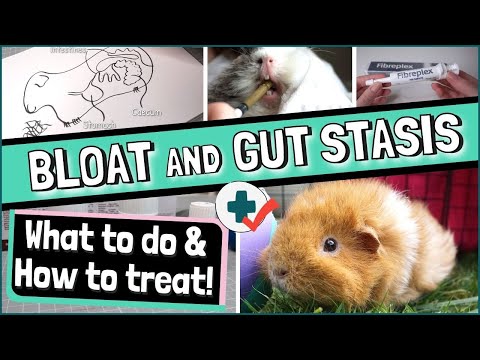 How to Treat Guinea Pig BLOAT and GUT STASIS: Signs, Causes, Treatment and Prevention!