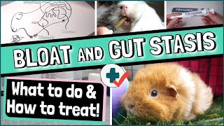 How to Treat Guinea Pig BLOAT and GUT STASIS: Signs, Causes, Treatment and Prevention