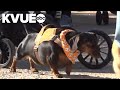 Texas Wienerfest supports Central Texas dachshund rescue efforts