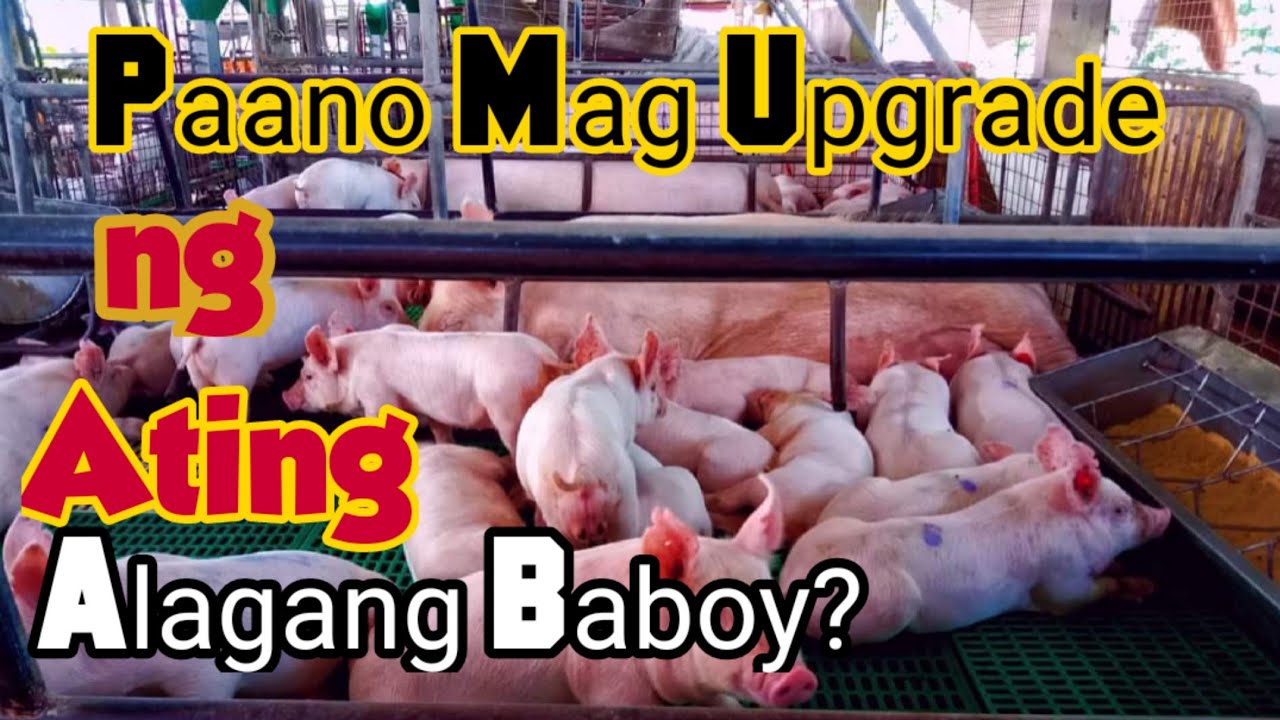 Paano Mag Upgrade Ng Ating Mga Alagang Baboy Ll F1 X Gp Semen Ll