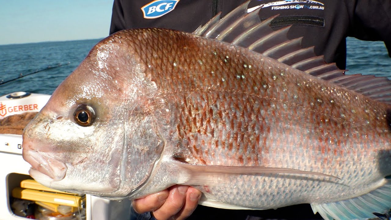 Corner Inlet Snapper & Whiting