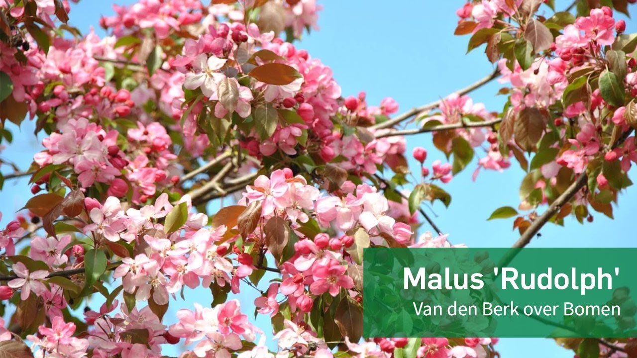 Malus 'Rudolph' - Van den Berk over Bomen - YouTube