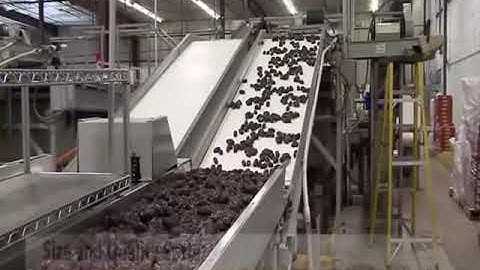 Smart Vision Works   Date Sorting Machine