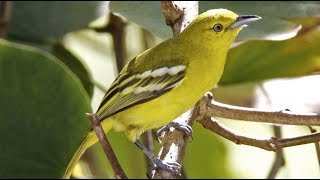 Pancingan Suara Masteran Burung Cipoh Cipow Sirtu Jantan Gacor