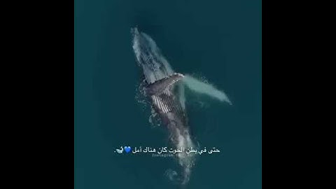 سورة الأنبياء/ يونس عليه السلام