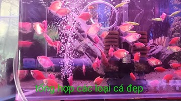 Tổng hợp các loại cá cảnh đẹp