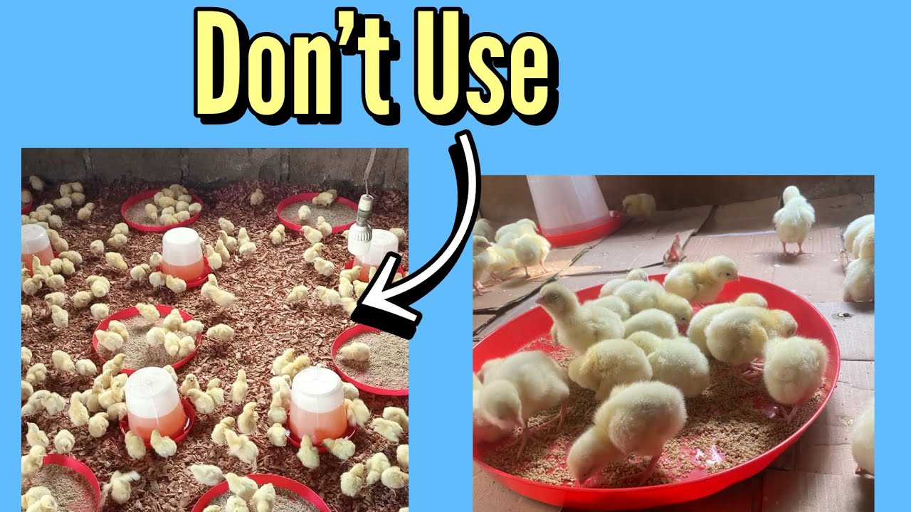 5 Common Brooder Bedding Mistakes Every Beginner Should Avoid - YouTube