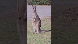 Mother kangaroo pouch is big #kangarooaustralia #viralvedios