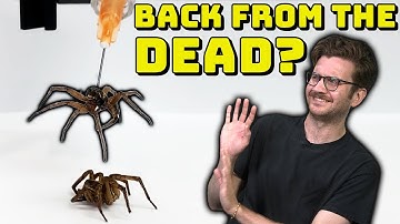 What is a Necrobotic Spider?