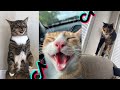 CAT KITTY CAT CAT KITTY CAT CAT Tik Tok Compilation