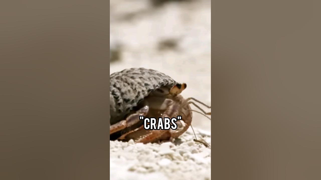 true-crabs-vs-false-crabs-edit-youtube