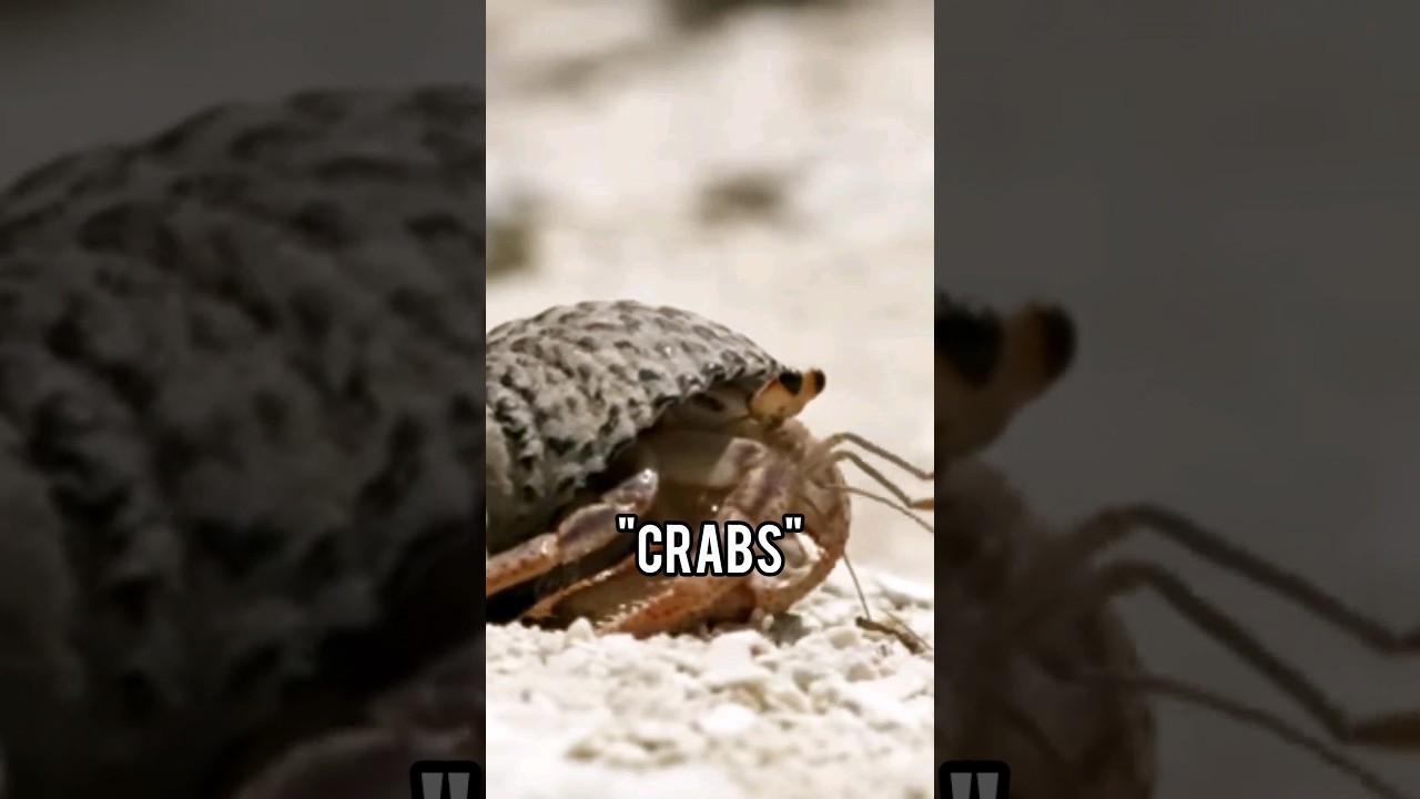 True Crabs Vs False Crabs Edit YouTube True Crabs Vs False Crabs Edit YouTube
