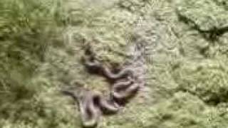 Karsini Yilanları Emrah Düven.3Gp