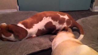 Basset and Lab