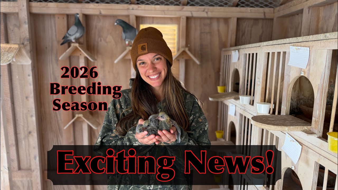 Life update! Breeding pigeons 2026