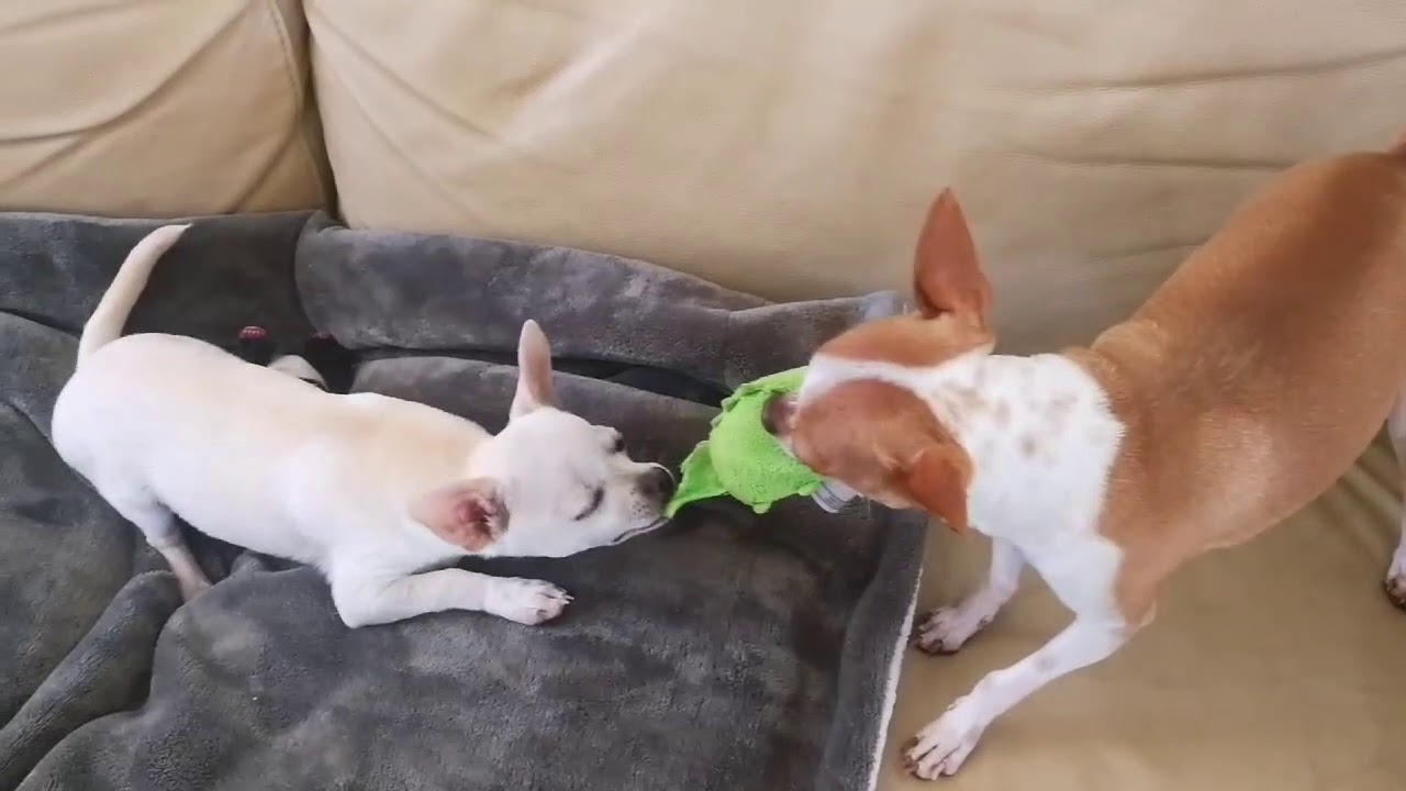 Angry chihuahuas do tug of war