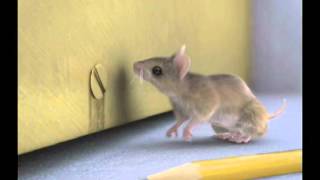 What size gap can mice fit through? | Rentokil