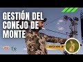 CAZA CON ARCO - GESTIÓN DEL CONEJO DE MONTE