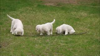 Jolene 2 Litter  210426 1