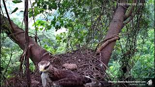 (8/9 傍晚－繼續(叫)等送餐) 東方蜂鷹巢位直播回顧 Oriental Honey Buzzard Nest Cam ハチクマの子育て生中継