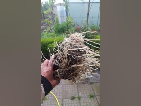 Резултат от вкореняване на лозови резници за 30 дни. - YouTube