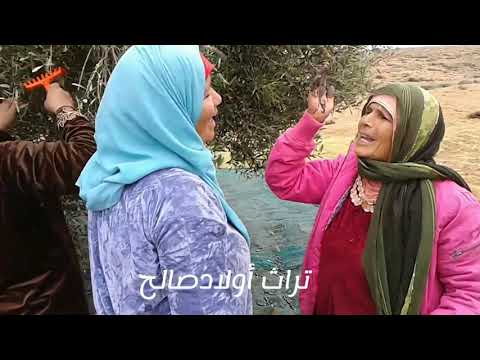 أيام جني الزيتون