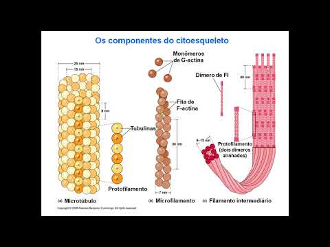 Vídeo: Barreiras Sangue-cérebro No Envelhecimento E Na Doença De Alzheimer