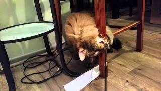 Maine Coon Cat and His New Favorite Toy by bluefire10899 206 views 9 years ago 3 minutes, 5 seconds