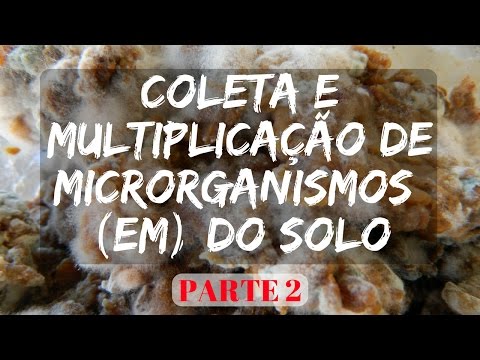 Vídeo: Preparação De Outono Da Estufa Para O Inverno. Parte 2