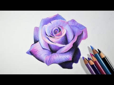 How to Draw A Lavender Rose -- Step by step tutorial -- Prismacolor