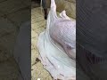 اسرع واستخراج الجلد على بياض نكشه من الالف للياء شغل معلمين طريقه سلخ العجل الجمسي في اقل من دقيقه م اسرع واستخراج الجلد على بياض نكشه من الالف للياء شغل معلمين طريقه سلخ العجل الجمسي في اقل من دقيقه م