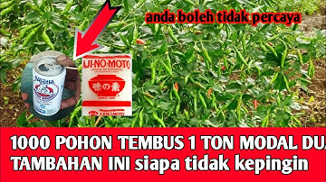 PUPUK PERANGSANG BUAH SEDERHANA YANG DIPAKAI JUTA,AN PETANI INDONESIA INI DIA