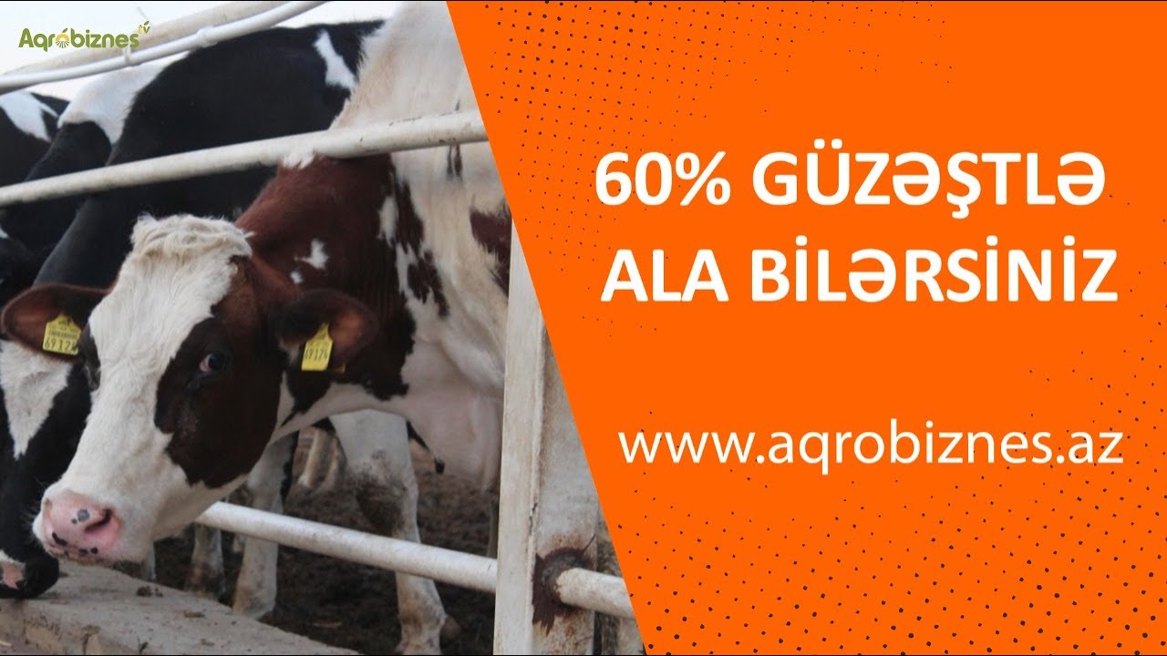 Dövlət hesabına cins inək, qoyun, keçi