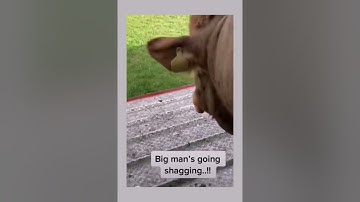 Bull gets excited when he sees some Cows 🐂 #shorts #short