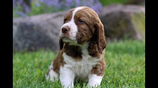 English Springer Spaniel Puppies for Sale