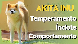 AKITA INU - TUDO SOBRE A RAÇA by Akita Inu Canil Hidetaka's 3,430 views 1 year ago 14 minutes, 7 seconds