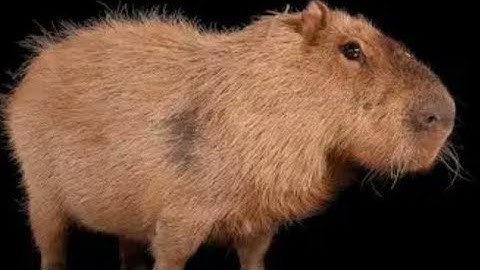 Those 100 tap skills came in handy, capybara clicker 2 crazy games