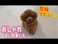 首輪でオシャレした子犬がかわいい【Vlog】【ティーカッププードル】【トイプードルれお】 #199