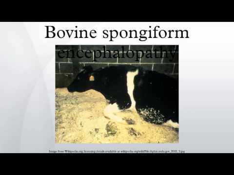 Bovine spongiform encephalopathy