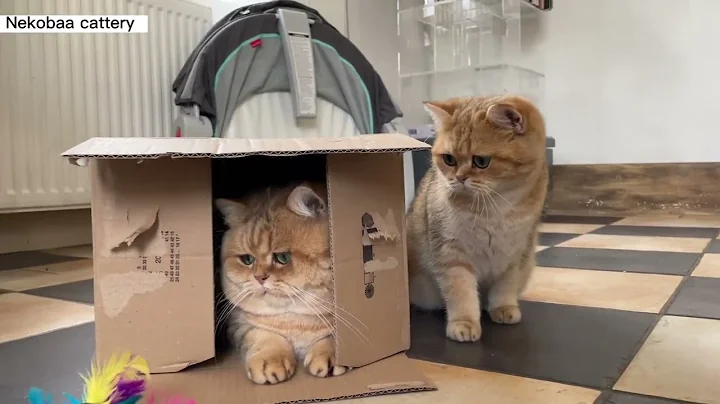 Watch the video about Cat in a box. Boubou the British Golden Tabby cat.