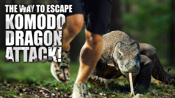 The Way to Survive a Komodo Dragon Attack