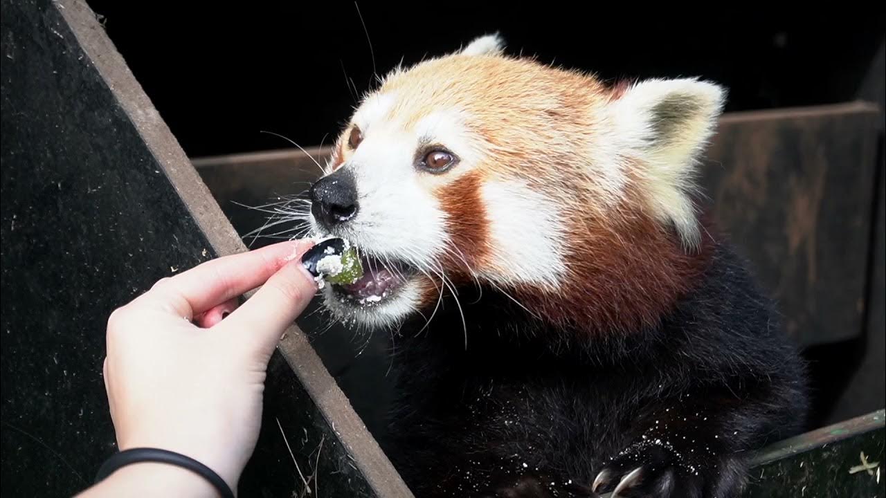 Red Panda Encounter - YouTube