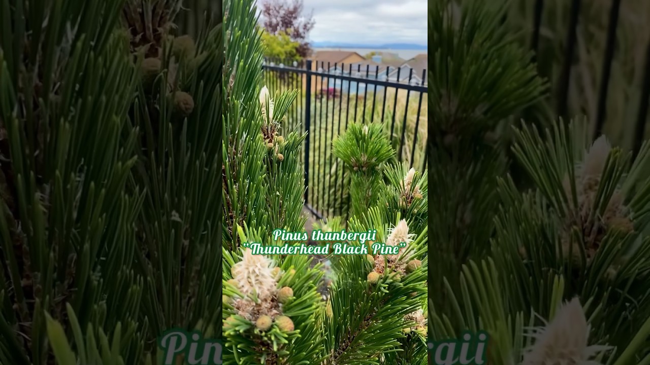 Pinus thunbergii “Thunderhead Black Pine” … 