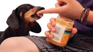 Is Peanut Butter Safe For Dogs? Beware Could be deadly
