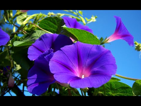 Видео: Ипомея - полезни свойства и употреби на сутрешната слава, грижа за сутрешната слава, цветя и семена на сутрешната слава, отглеждане. Утринна слава квамоклит, лилаво, хавлиено, синь