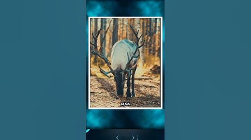 ini alasan kenapa rusa menggosokan tanduknya? #animals #wildlife #shorts #faktaunik #viral #rusa